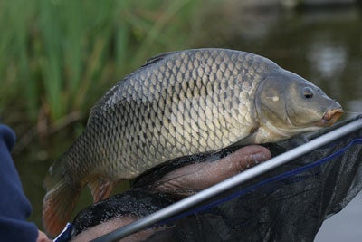 Commercial carp - fast growing, hard fighting and willing to feed