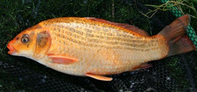 A few waters have some real exotics like this colourful koi carp
