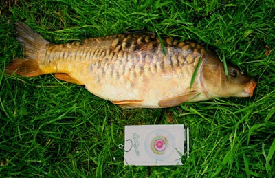 14.12 carp caught on a 20ft rod