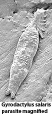 Gyrodactylus salaris parasite magnified