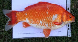 The Brown  Goldfish (Carassius auratus)