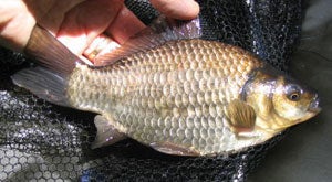 Typical Brown  Goldfish