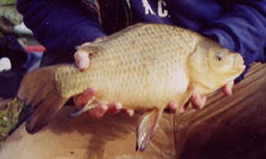 A Swedish example of a Goldfish x  Crucian Carp hybrid
