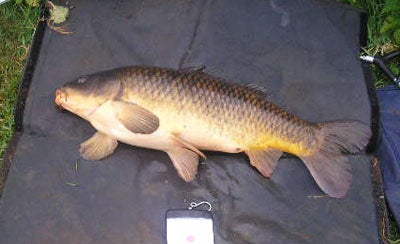 My second Trent carp and another PB at 13lb 3oz