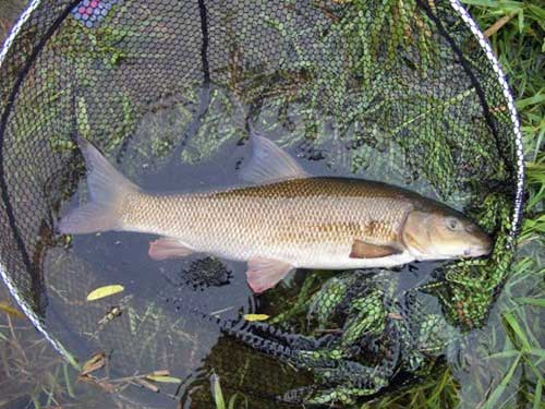 The first barbel of the season glistens in the net