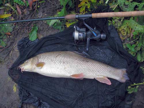 Real mimic safety Some Thoughts on Winter Barbel | FishingMagic
