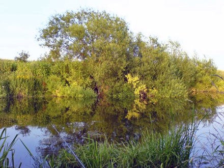 A classic barbel bush