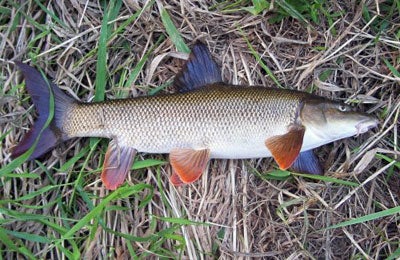A nice barbel glows in the early evening light