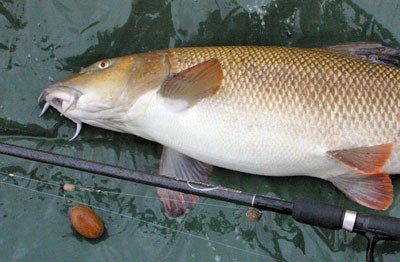 A Stonze weight helped to fool this double-figure barbel in clear water