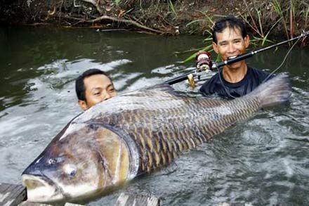 Worlds biggest rod-caught carp