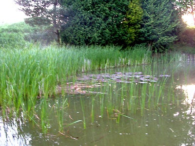 The reeds were now bright green and spreading