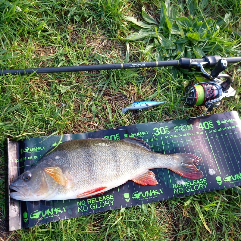 Geting the measure of perch  FishingMagic Forums - sponsored by Thomas  Turner