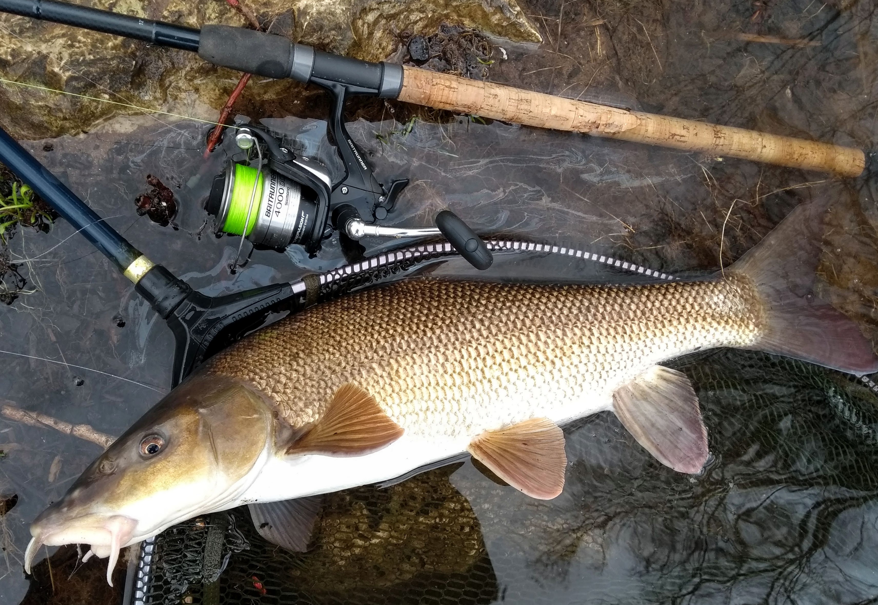 rods and reels for barbel fishing  FishingMagic Forums - sponsored by  Thomas Turner