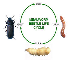 beetle mealworm.jpg