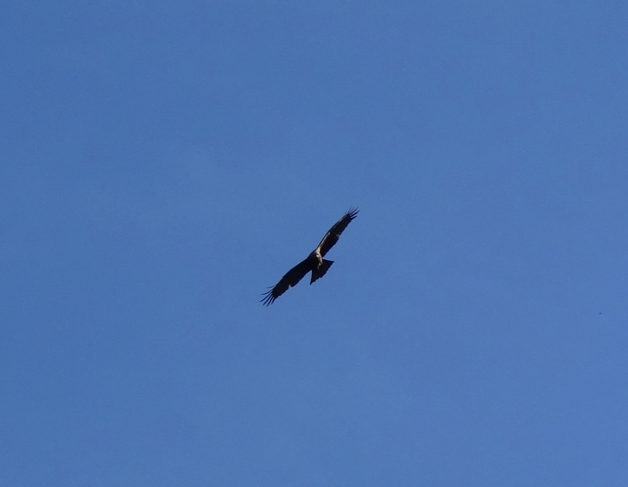 Black kite.JPG