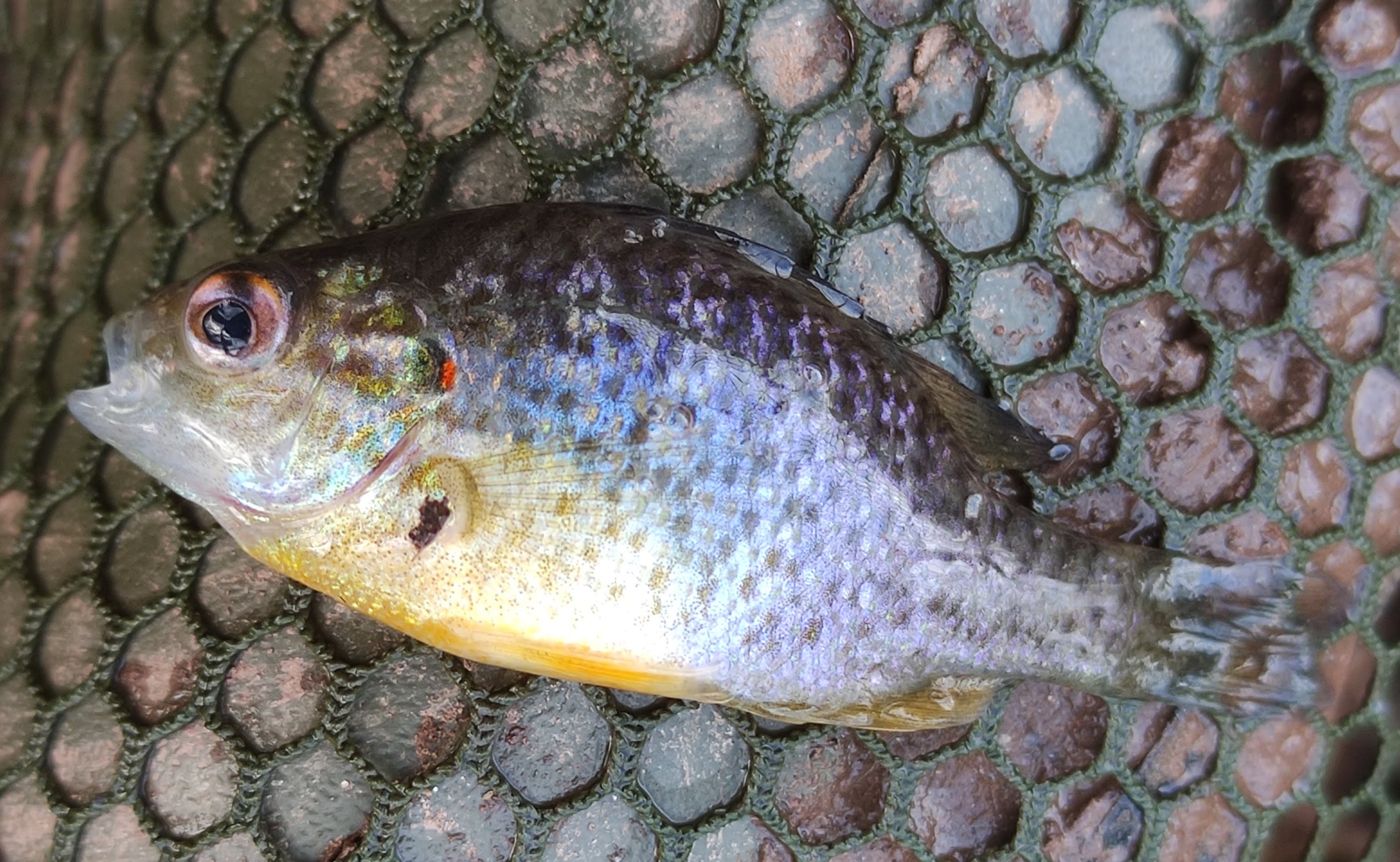 Sunfish/Bluegill in the UK??  FishingMagic Forums - sponsored by Thomas  Turner