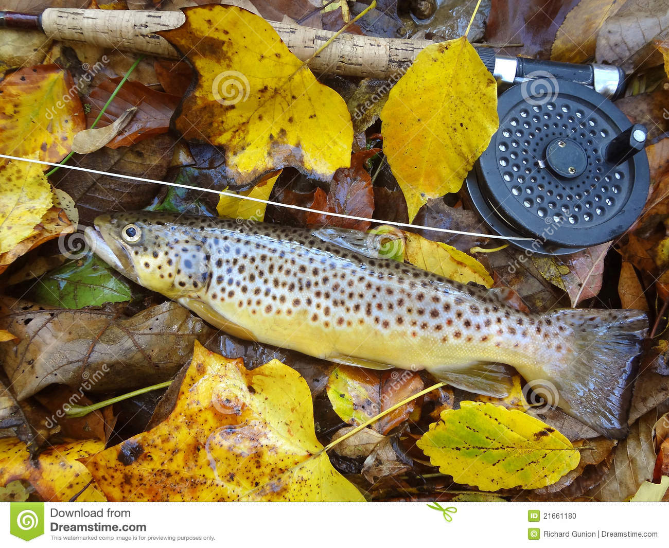 spotted-autumn-brown-trout-21661180.jpg
