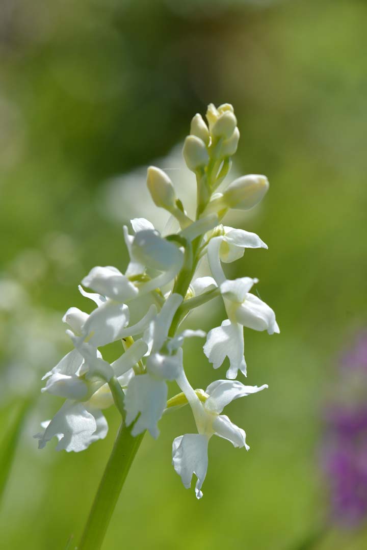 White Orchid Bokeh.jpg