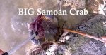 Samoan Crab.jpg