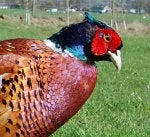 Pheasant Cloybank 4.jpg