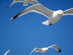 Seagulls Berwick on Tweed print.jpg