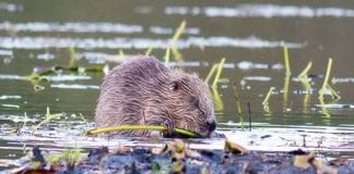 Beavers are back