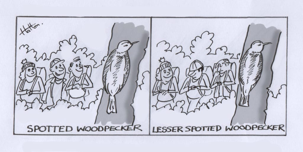 woodpecker-1024x514.jpg