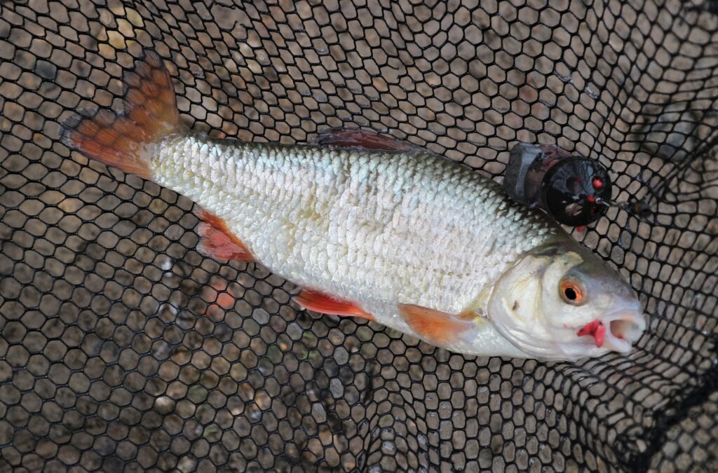 Guru Multi Maggot Feeder Small Medium Large Commercial Fishing River Barbel