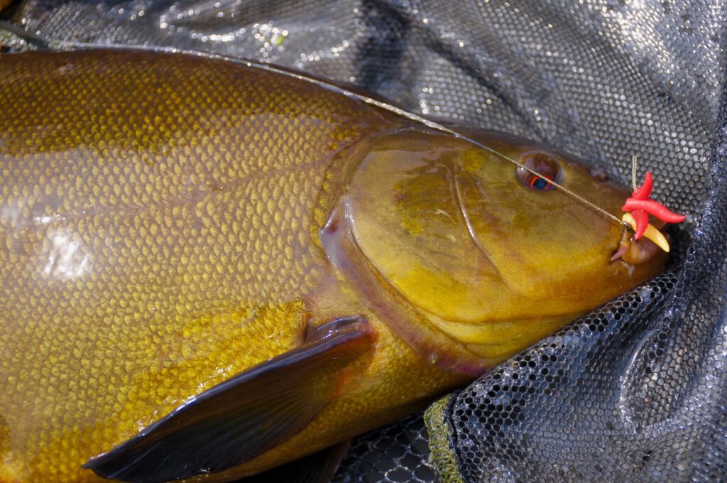 The Tench Timetable 00:01  FishingMagic Forums - sponsored by