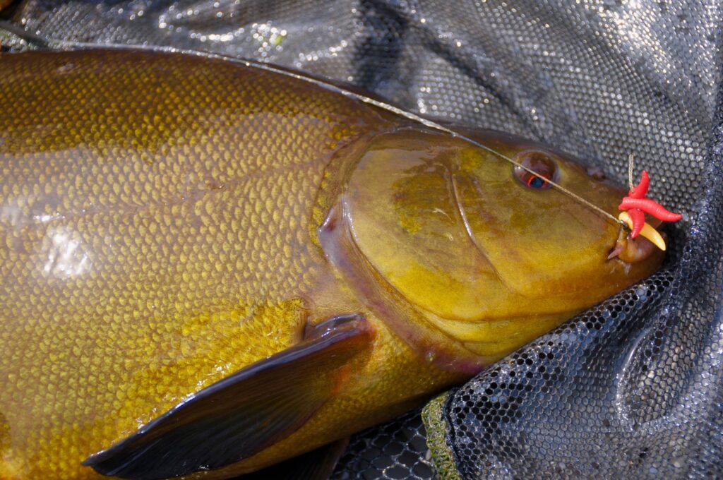 The Tench Timetable 00:01  FishingMagic Forums - sponsored by Thomas Turner