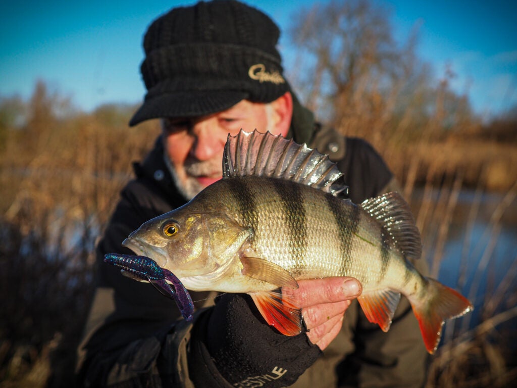 Little Redfin Perch just over 1lb. Shot for a 5 Swimbait, everytime i  target Pike the Perch come out. : r/Fishing